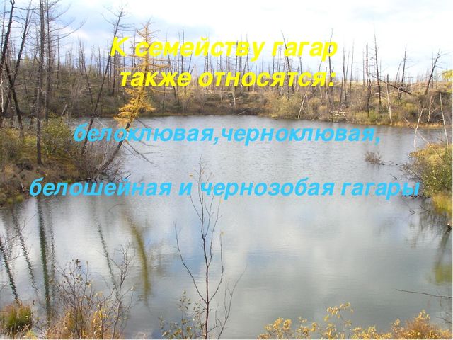 Презентация по ознакомлению с окружающим Краснозобая гагара старшая группа ДС