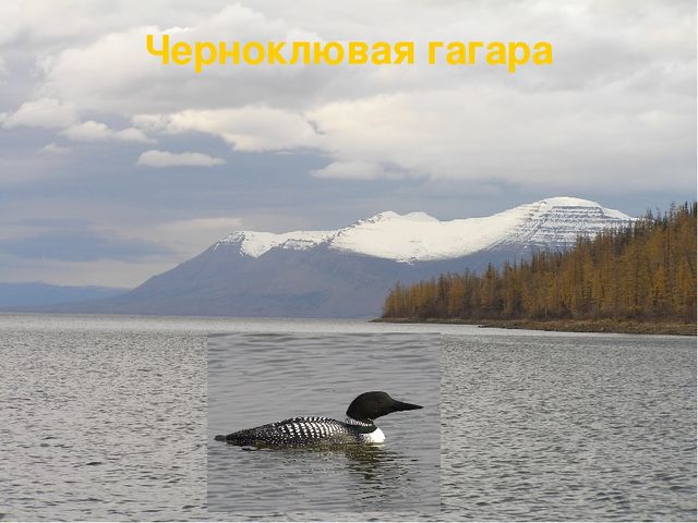 Презентация по ознакомлению с окружающим Краснозобая гагара старшая группа ДС