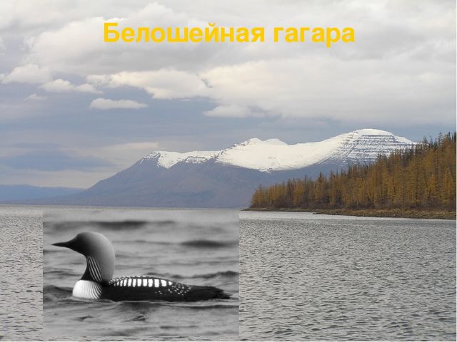 Презентация по ознакомлению с окружающим Краснозобая гагара старшая группа ДС