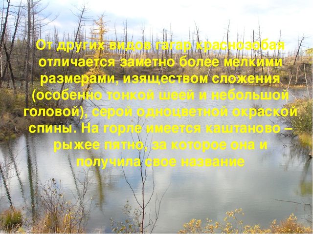 Презентация по ознакомлению с окружающим Краснозобая гагара старшая группа ДС