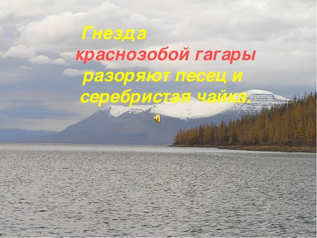 Презентация по ознакомлению с окружающим Краснозобая гагара старшая группа ДС