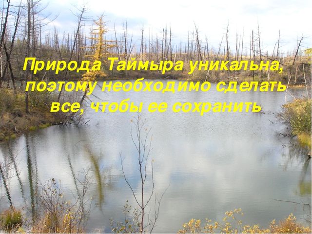 Презентация по ознакомлению с окружающим Краснозобая гагара старшая группа ДС