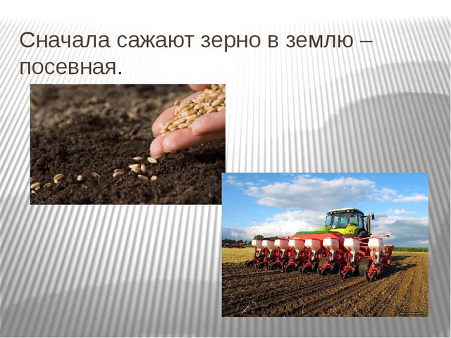 Зерно сеют или сеят как правильно