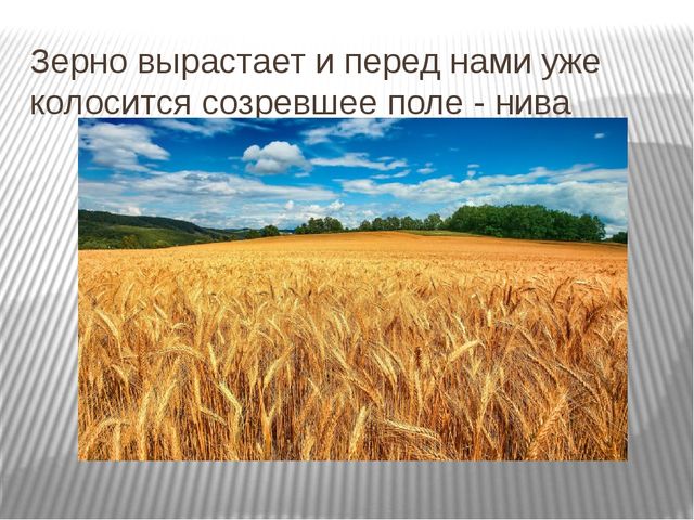 Презентация "От зернышка до каравая"