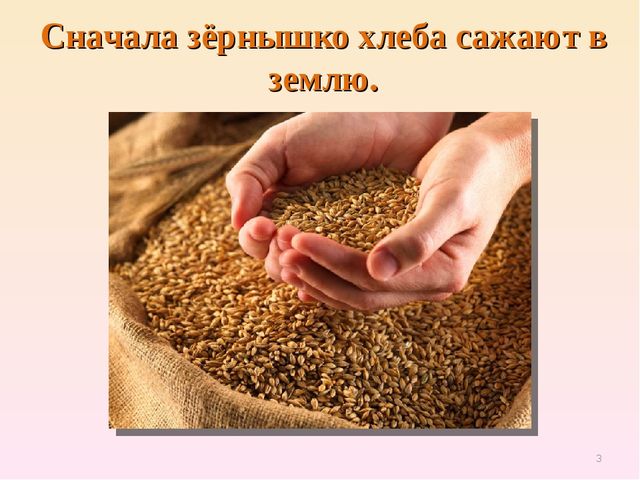 Презентация по естествознанию "Откуда хлеб пришёл"
