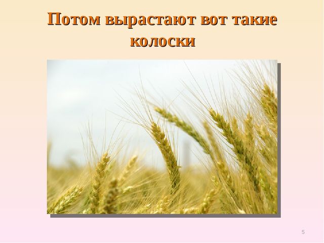 Презентация по естествознанию "Откуда хлеб пришёл"