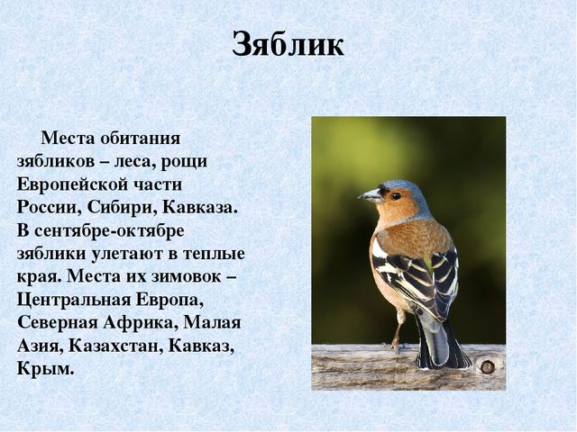 Презентация "Перелётные птицы Ямала"