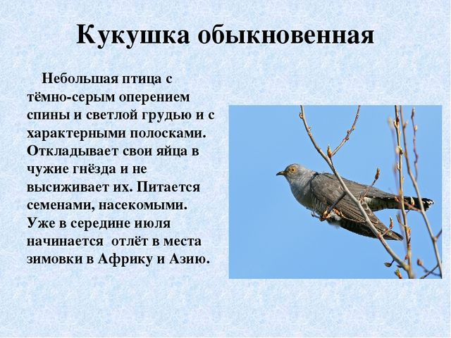 Презентация "Перелётные птицы Ямала"