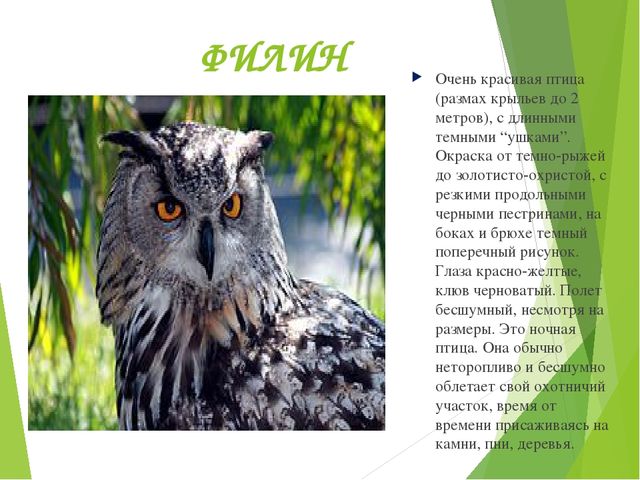 Презентация по окружающему миру "Красная книга"