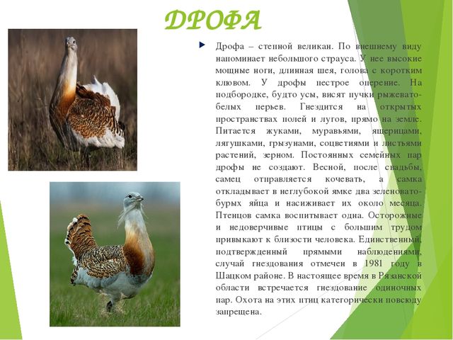 Презентация по окружающему миру "Красная книга"