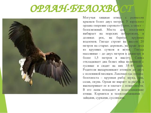 Презентация по окружающему миру "Красная книга"