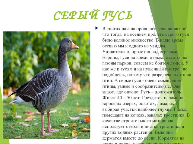 Презентация по окружающему миру "Красная книга"