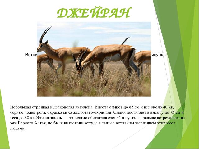Презентация по окружающему миру "Красная книга"
