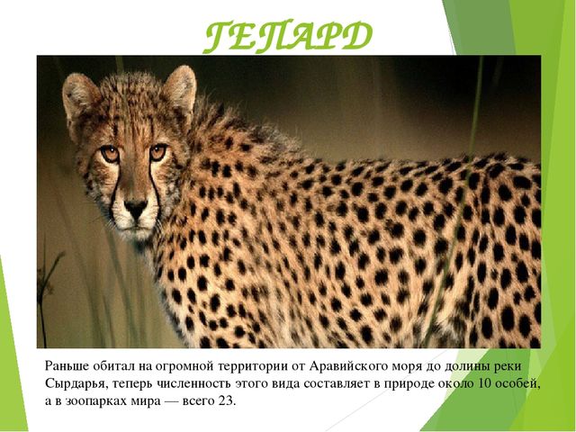 Презентация по окружающему миру "Красная книга"