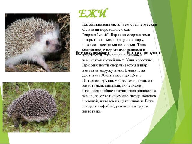 Презентация по окружающему миру "Красная книга"