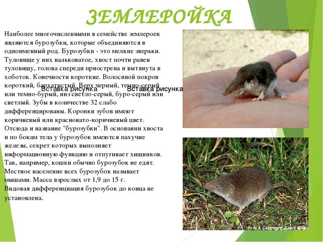Презентация по окружающему миру "Красная книга"