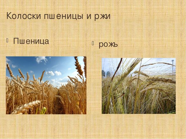 Презентация к НОД по УМК "Предшкола нового поколения"