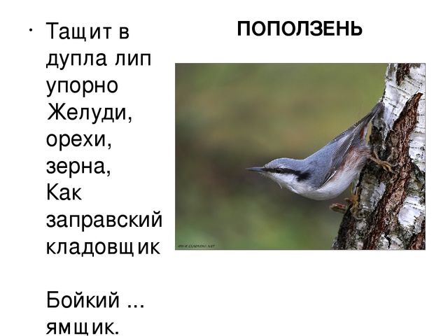 Презентация "Птицы нашего края"