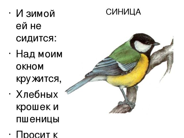 Презентация "Птицы нашего края"