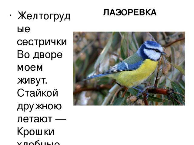 Презентация "Птицы нашего края"