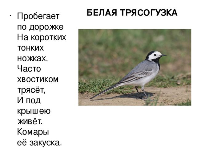 Презентация "Птицы нашего края"