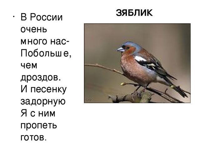 Презентация "Птицы нашего края"