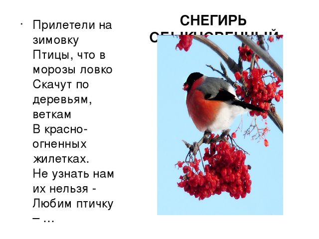 Презентация "Птицы нашего края"