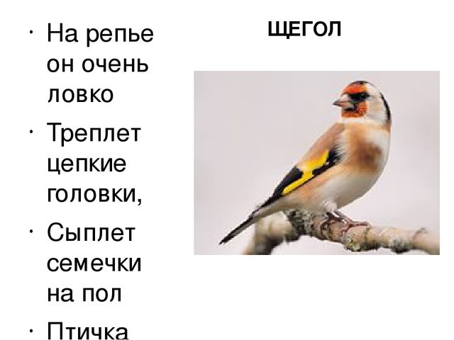 Презентация "Птицы нашего края"