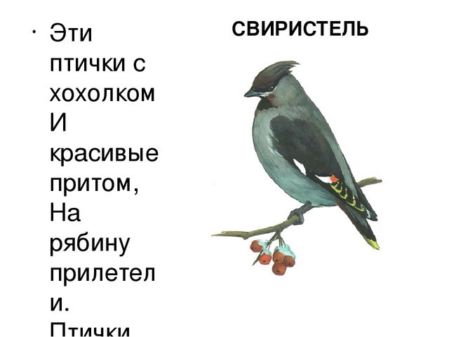 Презентация "Птицы нашего края"