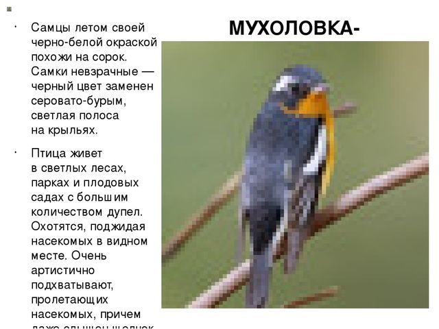 Презентация "Птицы нашего края"