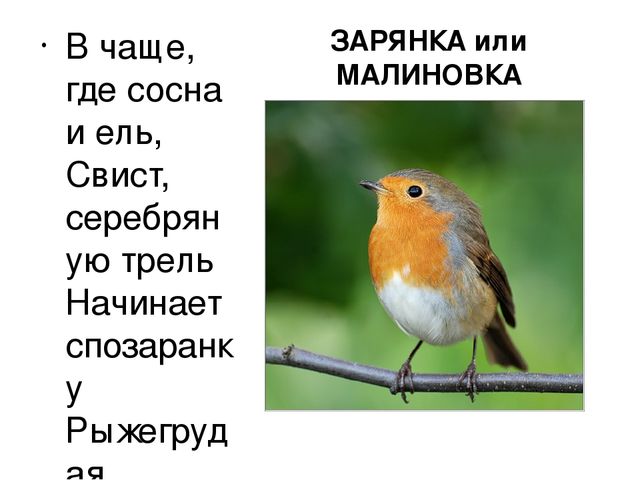 Малиновка птица фото и описание самец самка