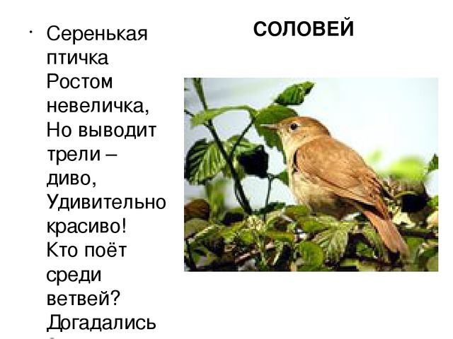 Презентация "Птицы нашего края"