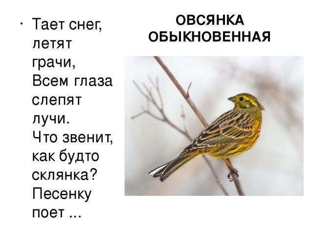 Презентация "Птицы нашего края"