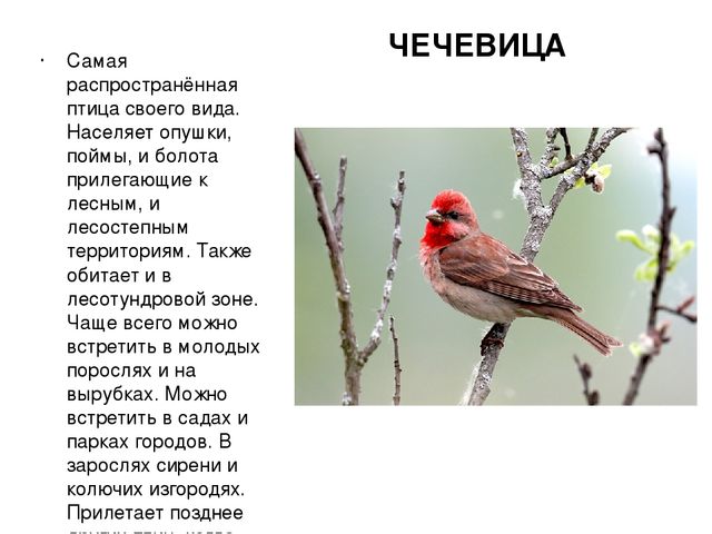 Презентация "Птицы нашего края"