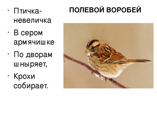 Презентация "Птицы нашего края"