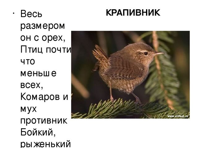 Презентация "Птицы нашего края"