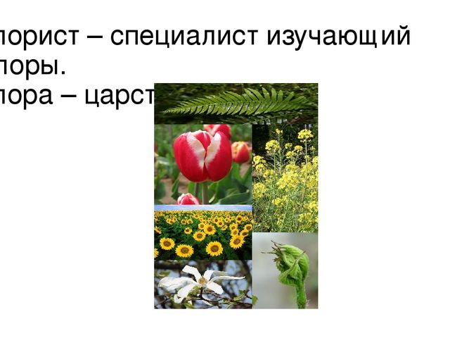 Презентация по профессии "Флорист"