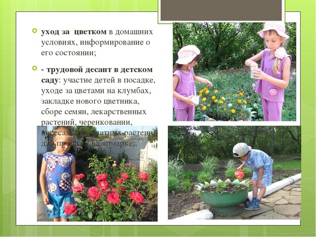 Презентация экологического проекта "Цветочные истории"
