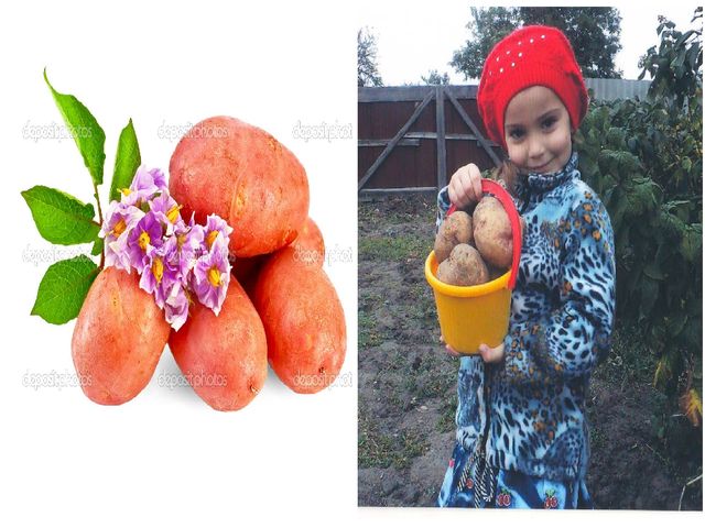 Презентация :"Овощи и фрукты для физического развития лучшие продукты" старшая группа