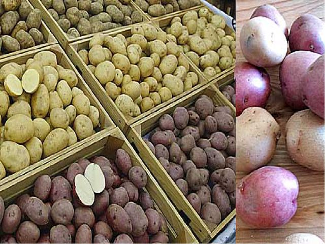 Презентация :"Овощи и фрукты для физического развития лучшие продукты" старшая группа