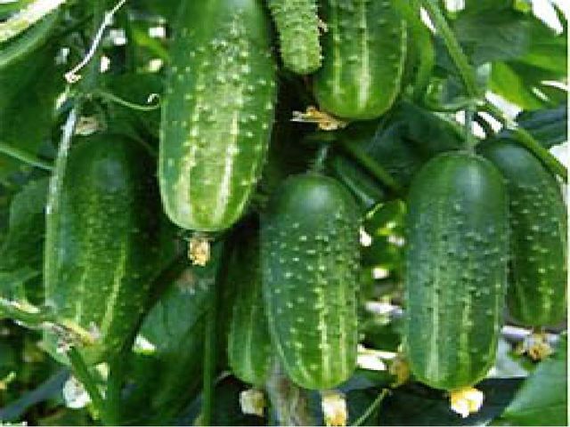 Презентация :"Овощи и фрукты для физического развития лучшие продукты" старшая группа