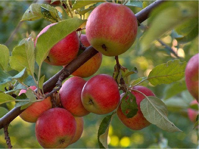 Презентация :"Овощи и фрукты для физического развития лучшие продукты" старшая группа