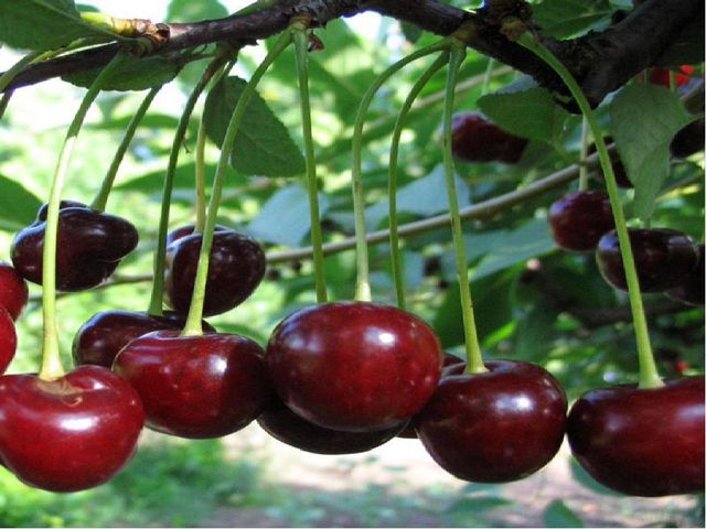 Презентация :"Овощи и фрукты для физического развития лучшие продукты" старшая группа