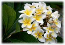 Picture 28