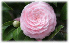 Picture 31