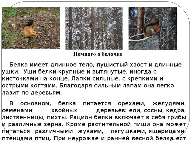 Презентация по ручному труду на тему "Белочка в осеннем лесу" (изготовление панно) старшая группа