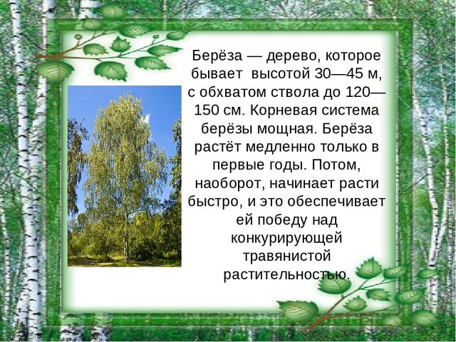 Презентация на тему "Берёза - символ России"