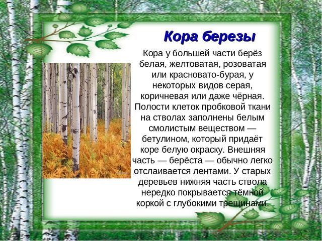 Презентация на тему "Берёза - символ России"