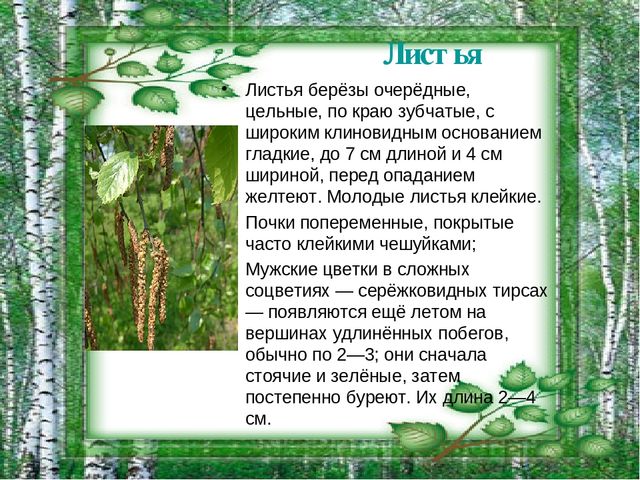 Презентация на тему "Берёза - символ России"