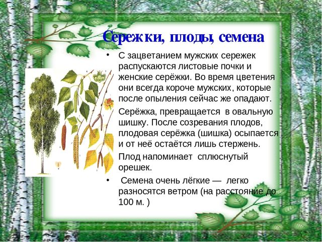 Презентация на тему "Берёза - символ России"